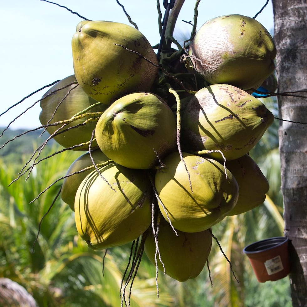 Como coco rancio en el encierro