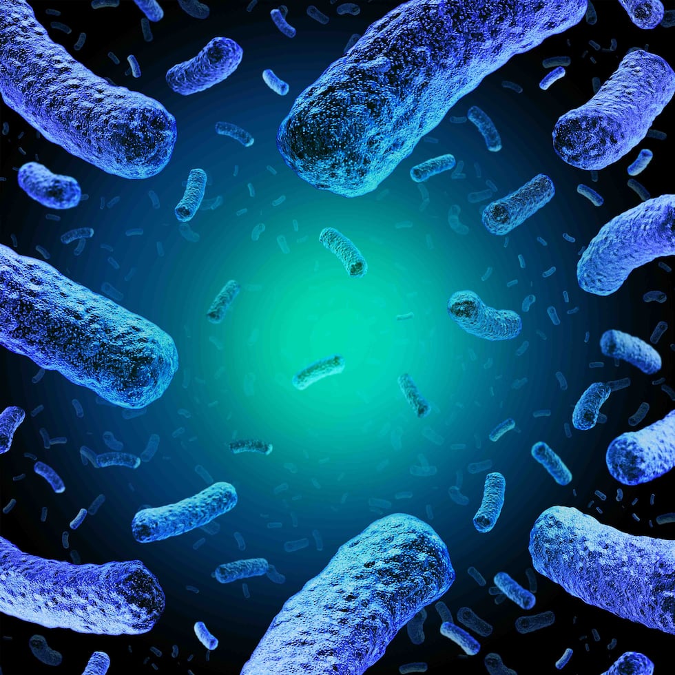 La listeria es una bacteria que causa trastornos generalmente leves en gente sana.