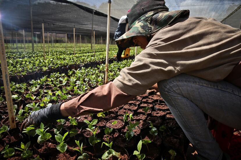 Aunque aún no hay un número final,  porque continúan recogiendo café en la montaña, el gerente general de PR Coffee Roasters  aseguró que estará muy por debajo de las cosechas recientes. (GFR Media)