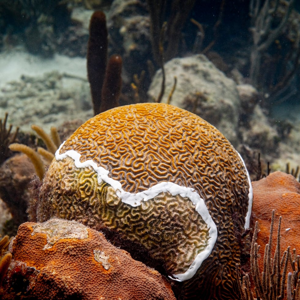 Un coral cerebro con el tratamiento de amoxilina aplicado.