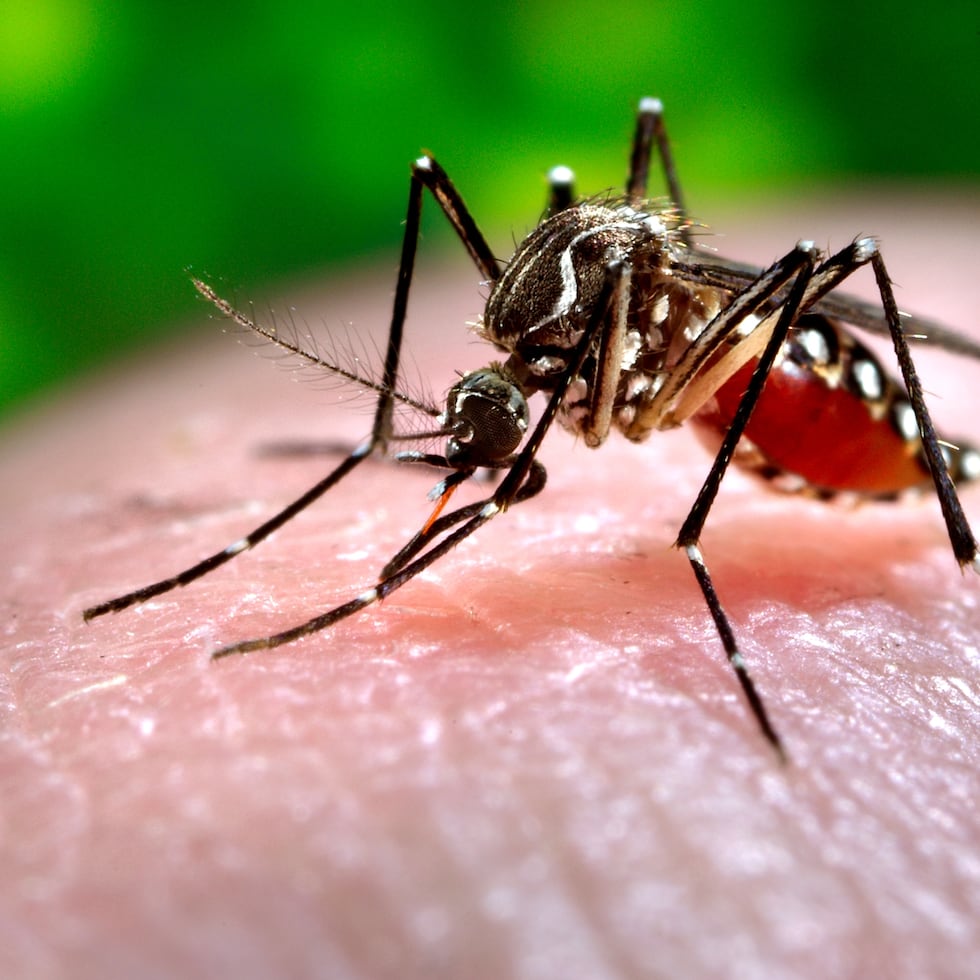 Las hembras son las que pican para obtener sangre, que luego usa para producir huevos. Pican tanto de día como de noche, pero con más intensidad en horas tempranas de la mañana y en las últimas  de la tarde. Un mosquito adulto puede vivir de dos a cuatro semanas, dependiendo de la temperatura y humedad ambiental.