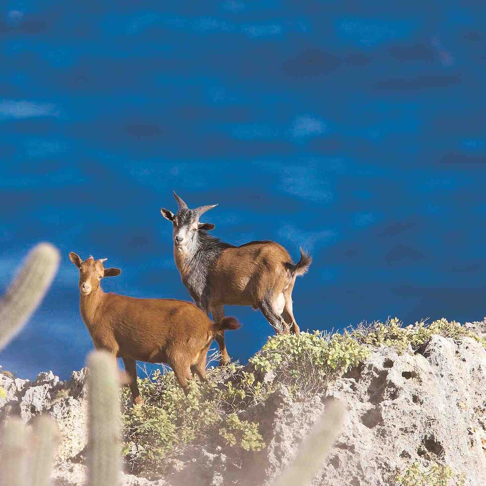 “Dizque” ecoturismo en Mona