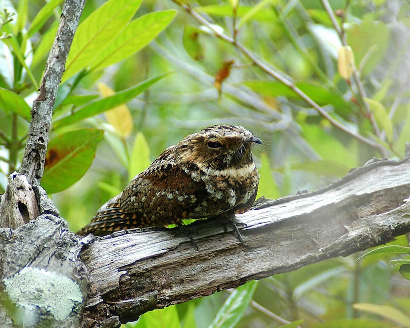 El guabairo de Puerto Rico está en la lista de “Animales Amenazados y en Peligro de Extinción en el Caribe” del Servicio de Pesca y Vida Silvestre (USFWS). (GFR Media)