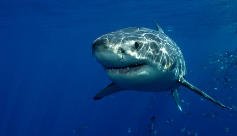 El Programa de Observación de Tiburones se creó para alertar a los nadadores cuando estos depredadores se acercaban a las playas (Shutterstock).
