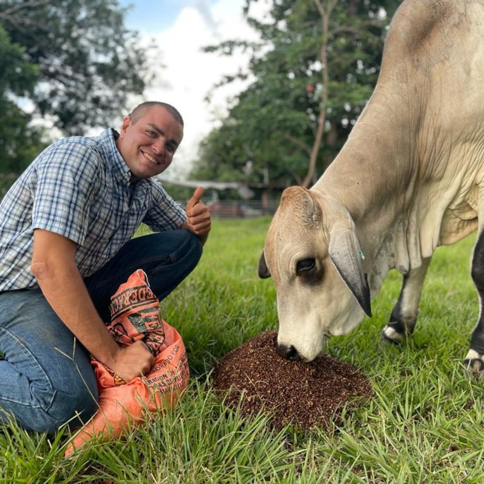 Miguel Ángel Carrero con una de las cabezas de ganado en Ganadería Buenos Aires, en Cabo Rojo.