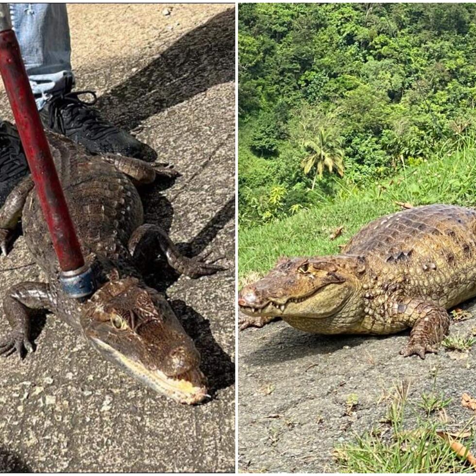 Caimanes capturados en hechos separados en Juncos (izquierda ) y Comerío (derecha).