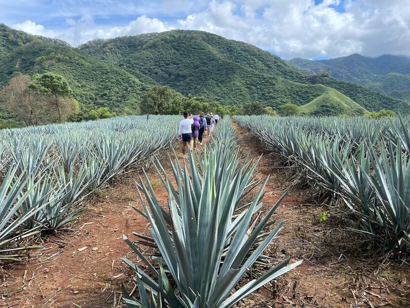 Hacienda Tercer Cielo, con la impresionante producción de agave azul que da paso al tequila. (Gregorio Mayí / Especial para GFR Media)