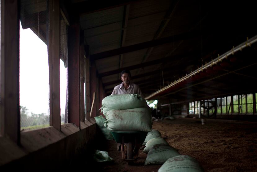 La mayoría de las fincas para criar pollos en Puerto Rico están localizadas en el Municipio de Aibonito. En la foto, el avicultor aiboniteño Carlos Ortiz Zayas.