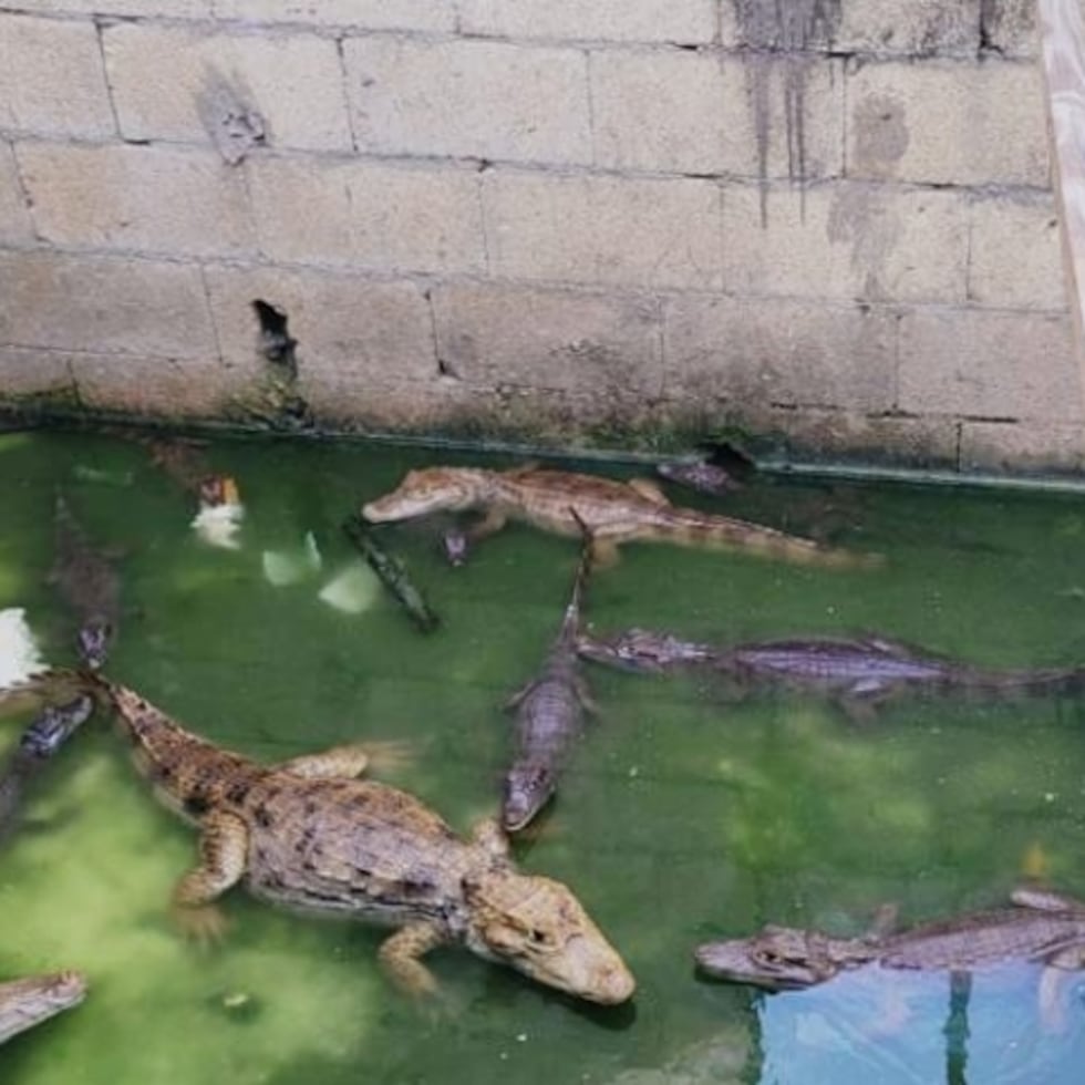 La imagen muestra parte de los 19 caimanes que la Policía encontró el pasado jueves durante un operativo en el barrio Cerro Gandía en Manatí.