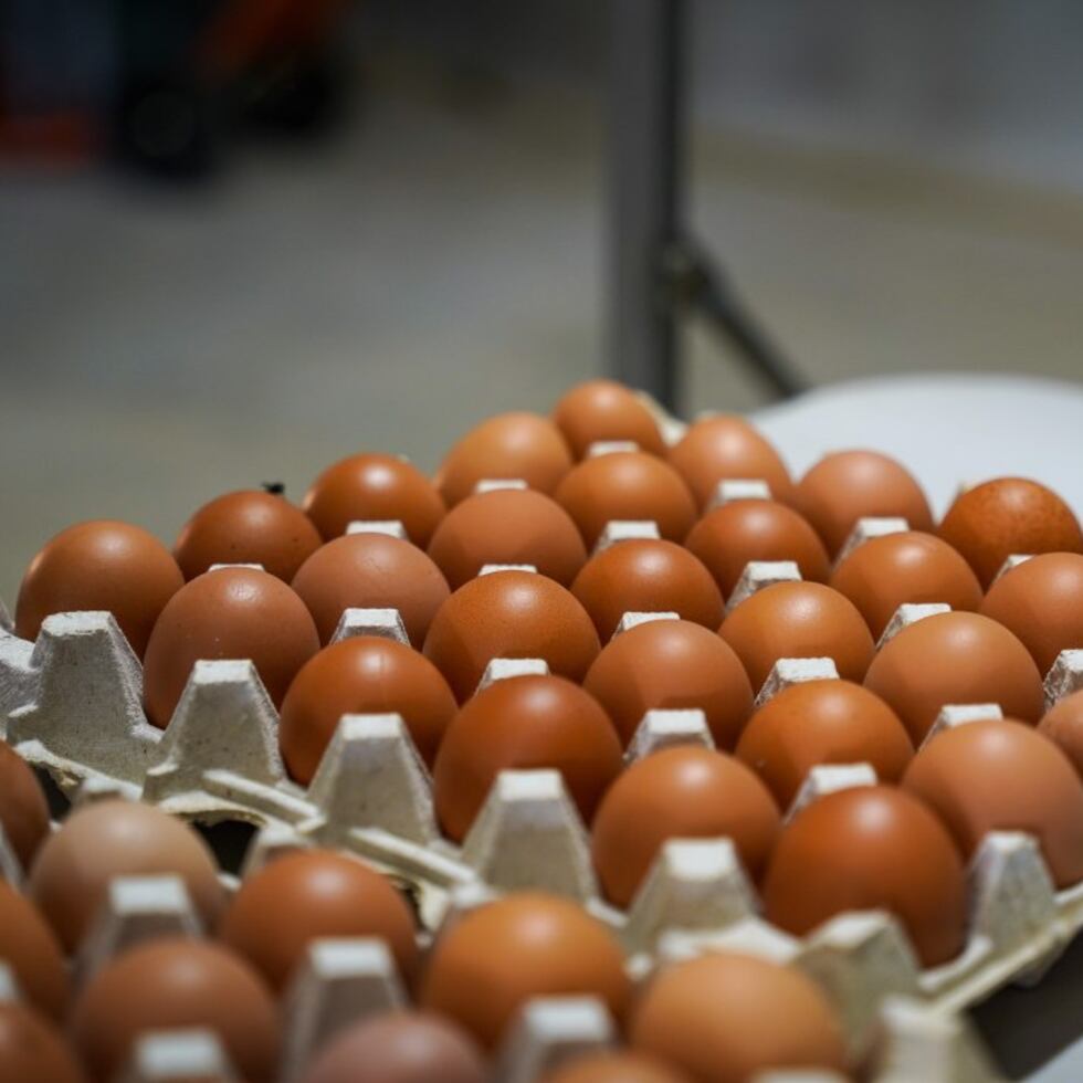 Gobernador y secretario de Agricultura inauguran granja de huevos a gran escala en Salinas