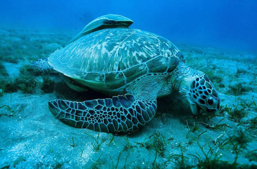 Aunque todos los países con acceso costero contribuyen al vertido de plásticos al mar, más de la mitad proviene de los citados cinco países asiáticos: China, Indonesia, Filipinas, Vietnam y Tailandia. (Archivo)