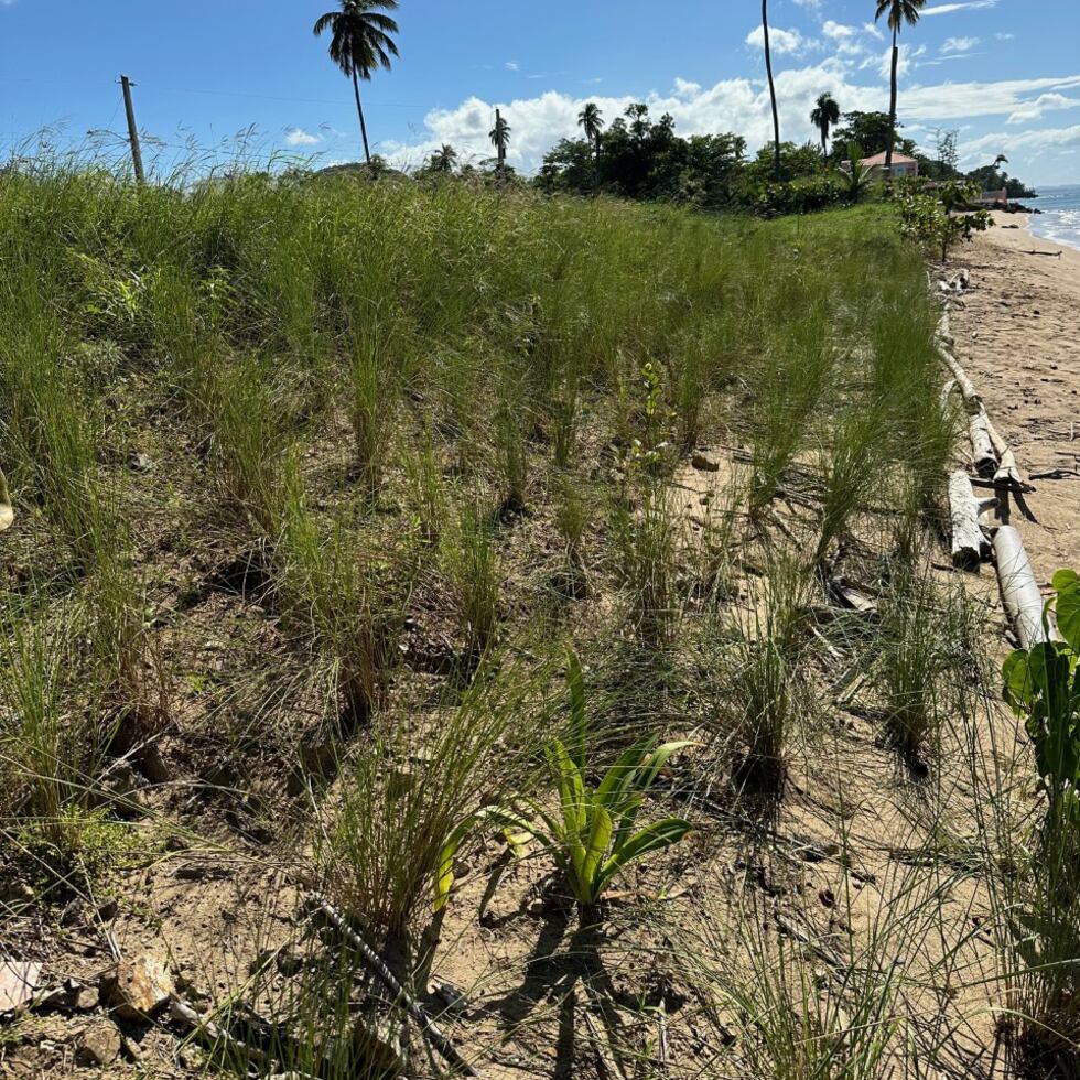 La mayoría de los pastos, arbustos, enredaderas y yerbas son desconocidos por la ciudadanía y tampoco se propagan, pese a su potencial “increíble” en la horticultura y la conservación, dijo Torres Santana. En la foto, yerba de sal sembrada en Rincón para prevenir la erosión costera.