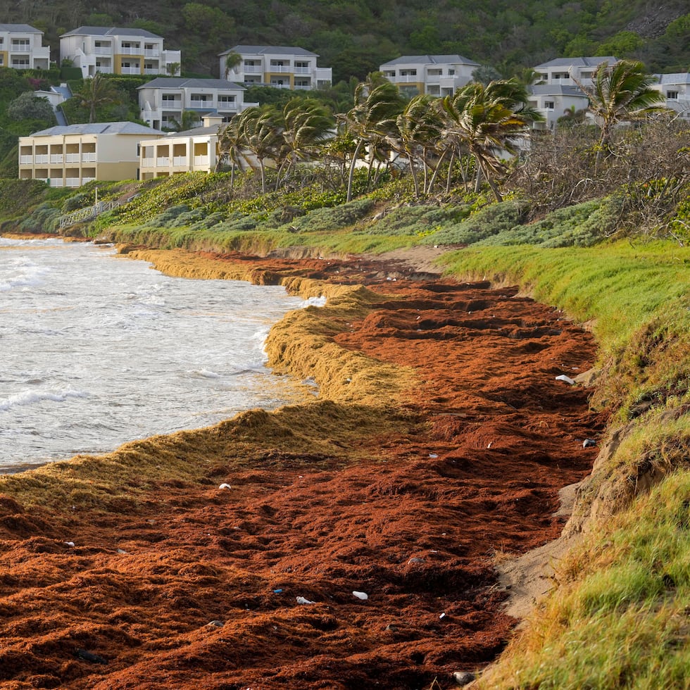 Grandes cantidades de sargazo cubren la costa de St. Kitts y Nevis a la altura de la Frigate Bay el 3 de agosto del 2022. (AP Photo/Ricardo Mazalán)