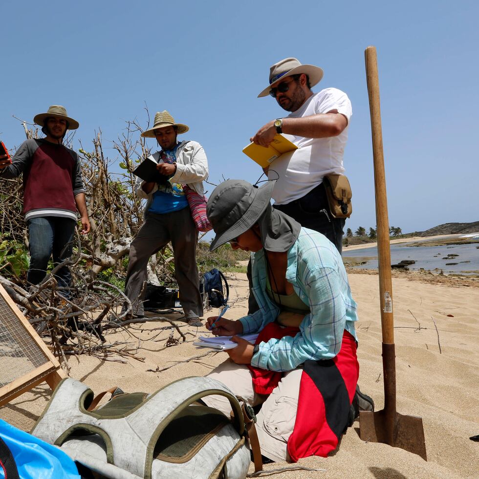 Estudiantes del Centro de Estudios Avanzados de Puerto Rico y el Caribe y su profesora Isabel Rivera Collazo, de rodillas, analizan el impacto del huracán María en yacimientos arqueológicos y el ecosistema en Manatí. (AP)