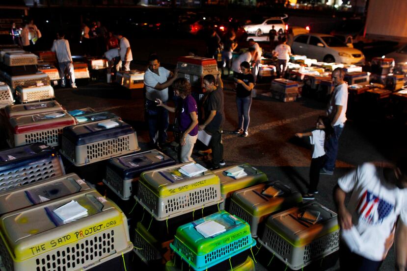 Voluntarios organizan a decenas de perros para ser enviados a Estados Unidos. (AP / Ricardo Arduengo)