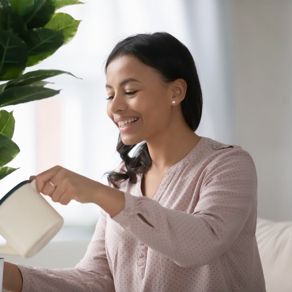 La ventaja de las plantas interiores es que no solo embellecen el ambiente y brindan una manera de entretenerse dándoles cuidado, sino que también promover la salud física y emocional.