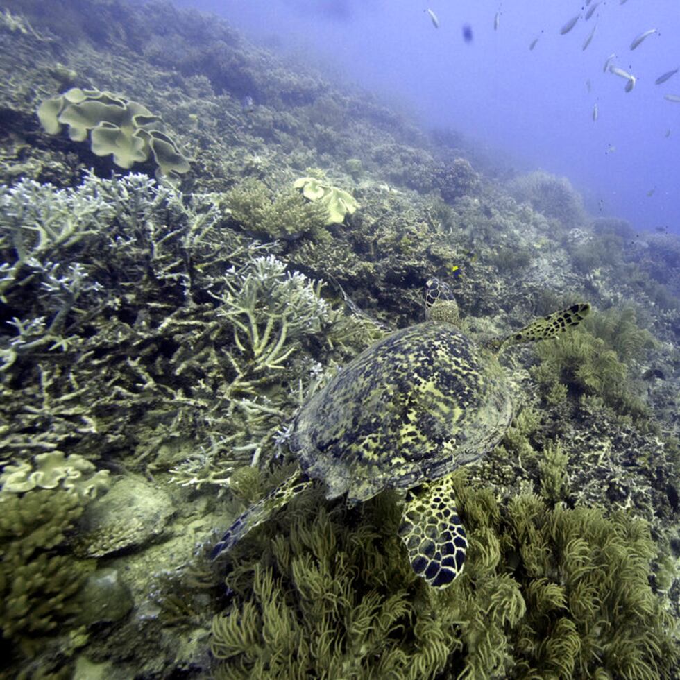 Los miembros de Naciones Unidas acordaron por primera vez un tratado unificado el sábado 4 de marzo de 2023 para proteger la biodiversidad en alta mar, que supone casi la mitad de la superficie del planeta.