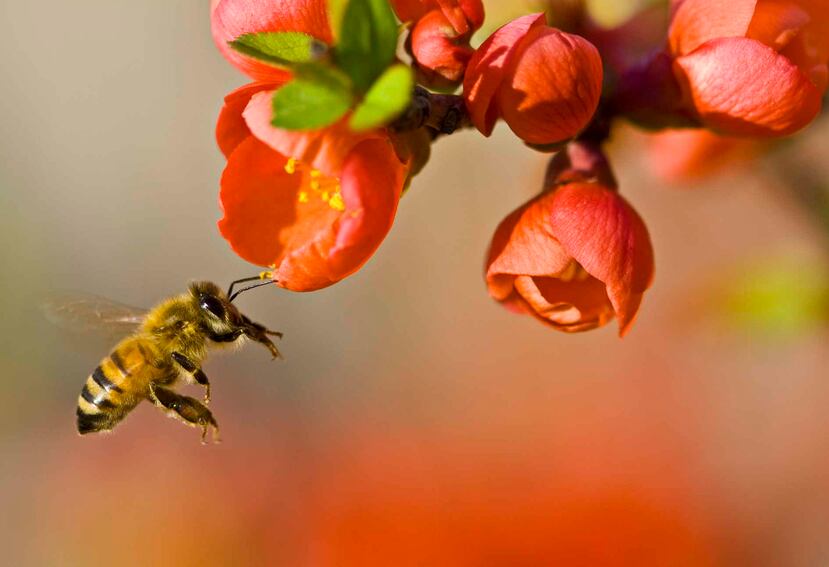 Para la Naturaleza creó un Fondo Comunitario para apoyar a proyectos de agricultura sustentable. (Archivo)