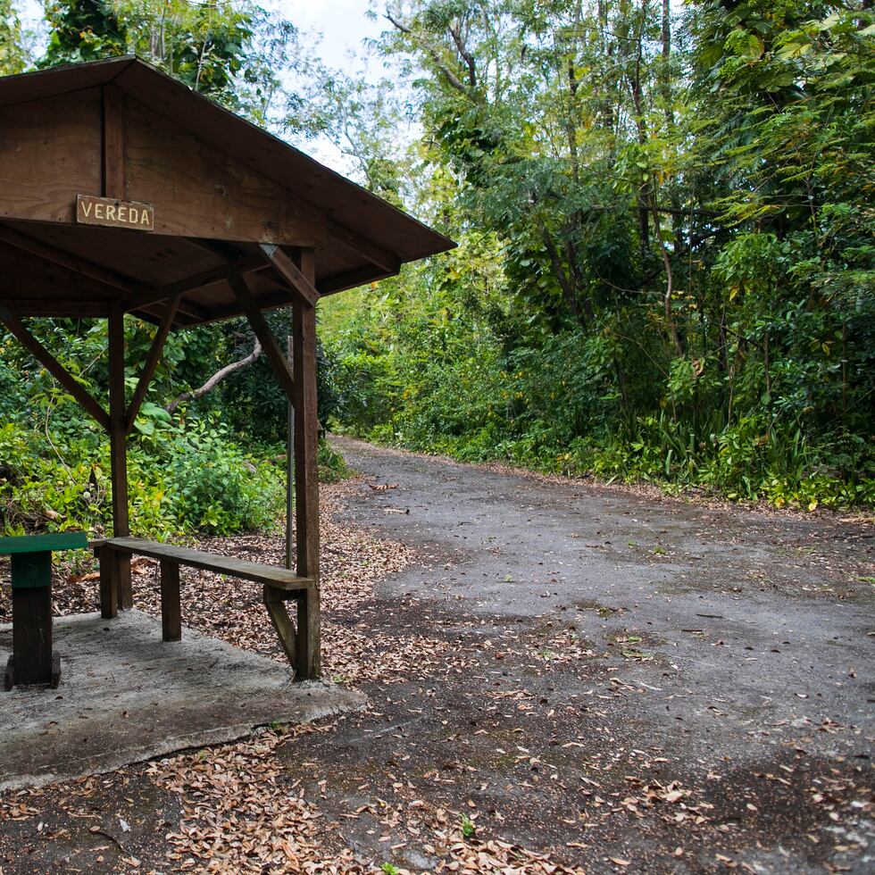 El Bosque Estatal de San Patricio reabrió este año tras estar cerrado desde el huracán María.
