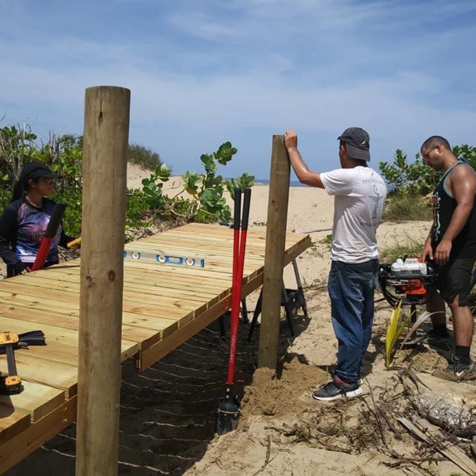 Vida Marina es un programa con base en la UPR en Aguadilla dedicado a la restauración de dunas a lo largo de la costa norte del país.