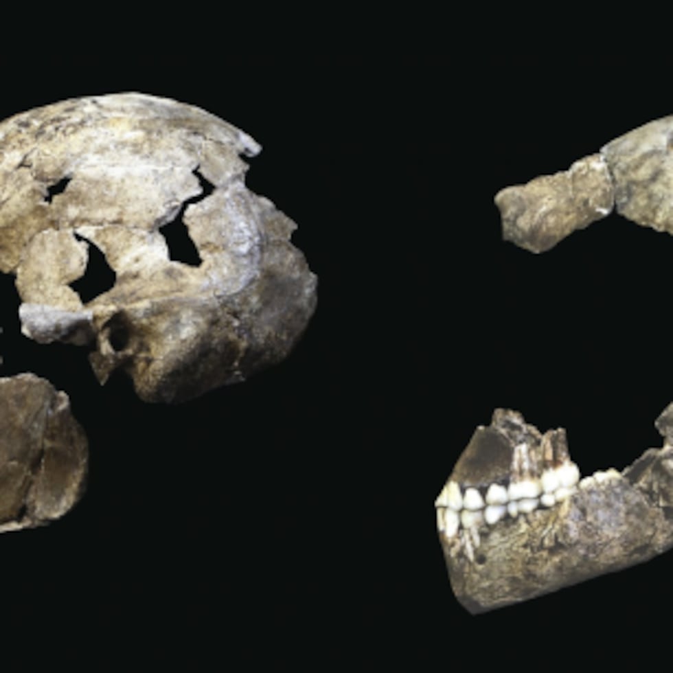 Imágenes de cráneos de Homo naledi, uno de ellos descubierto en 2013 (derecha) y el otro más recientemente. (EFE/John Hawks)