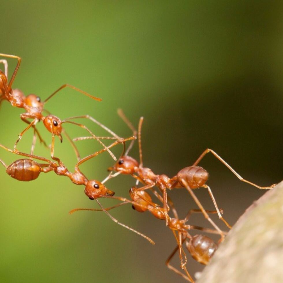 Las hormigas caminan marcha atrás y que se paran de vez en cuando para mirar a su alrededor con el fin de verificar los alrededores y utilizar esta información para establecer su itinerario en función del sol. (Thinkstock)