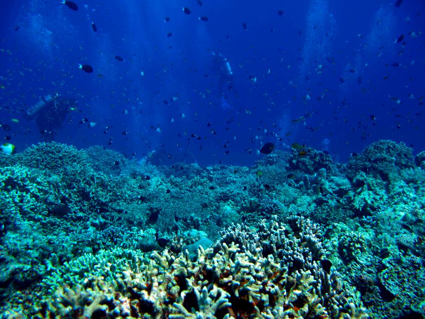 Las aguas superficiales donde los arrecifes de coral residen normalmente tienen concentraciones suficientemente altas de carbonato disuelto para que los corales calcifiquen sus esqueletos duros. (Agencia EFE)