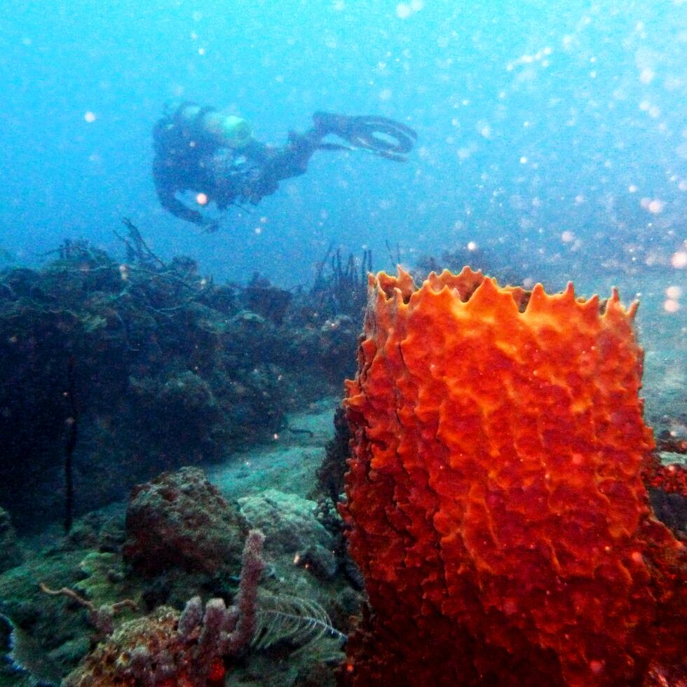 21 DE FEBRERO DE 2013  RINCON   EN LOS PREDIOS DEL MUSEO BONUS ( CONOCIDO POR DOMES ANTIGUA PLANTA NUCLEAR ) SE LLEVO A CABO EL 8VO SIMPOSIO INTERNACIONAL DE LA CIENCIA DE ARRECIFE Y EL SURF ( INTERNATIONAL MULTIPURPOSE REEF AND SURF SCIENCE SYMPOSIUM ) DONDE SE DISCUTEN TEMA QUE INCIDEN EN EL PROBLEMA DE LA EROSION DE LAS COSTAS Y PERDIDA DE PLAYAS  .  EN LA FOTO :  ESPONJA DE MAR  .    © JORGE A RAMIREZ PORTELA / STAFF .  GFR MEDIA  / EL NUEVO DIA  /  PRIMERA HORA / JORGE.RAMIREZ@GFRMEDIA.COM /  CORALES BUCEO TANQUE PECES MAREJADA