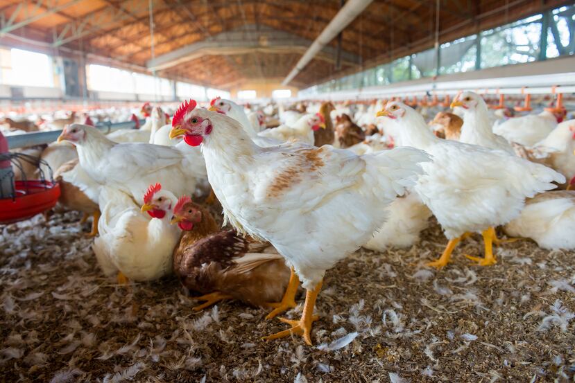 Una granja de pollos y gallinas.