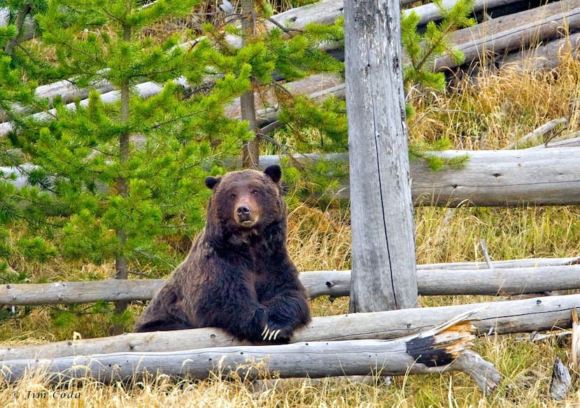 Un oso grizzly en el parque Yellowstone en EE.UU. descansa luego de arrebatarle a unos lobos la presa que habían cazado. (Archivo / GFR Media)