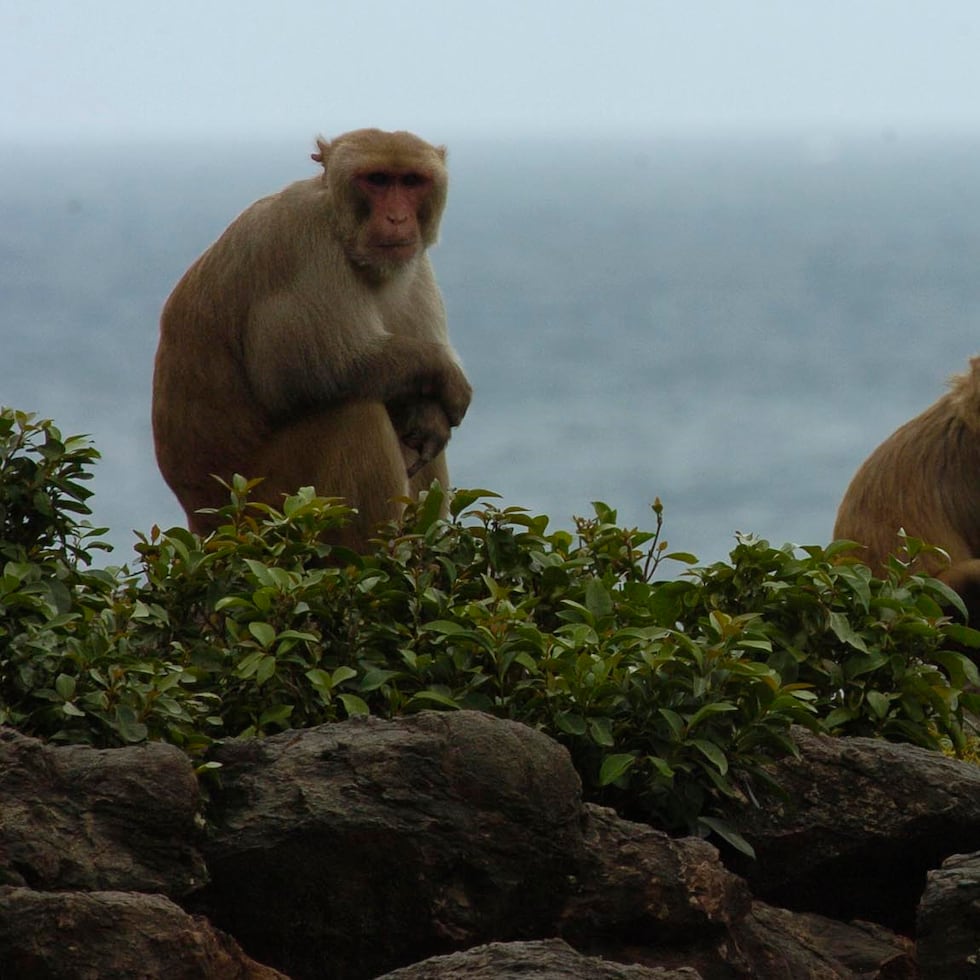 En cayo Santiago se estudian a los primates. (GFR Media)