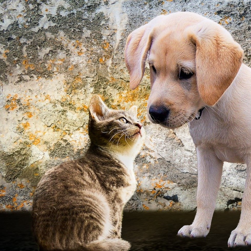 Expertos en nutrición animal explican que el impacto de estas dietas es diferente en perros y gatos. (Pixabay)