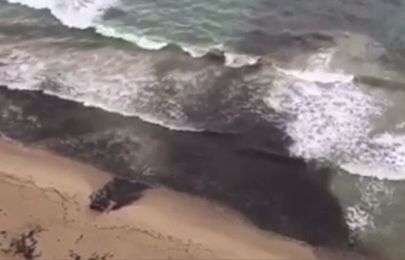 La directora ejecutiva del Programa del Estuario de la Bahía de San Juan destacó que ahora mismo no hay un mecanismo para advertirle a los bañistas de la situación que puede afectar a su salud. (Captura del vídeo)