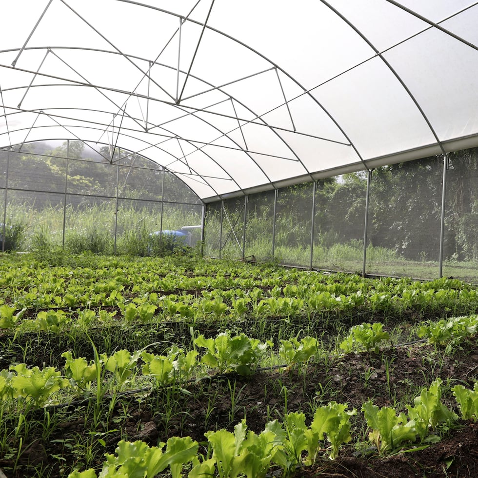 El Centro Cultural Puertorriqueño de Chicago ha respaldado utilizar fondos de la asistencia alimentaria federal para apoyar la agricultura y la soberanía alimentaria de Puerto Rico.