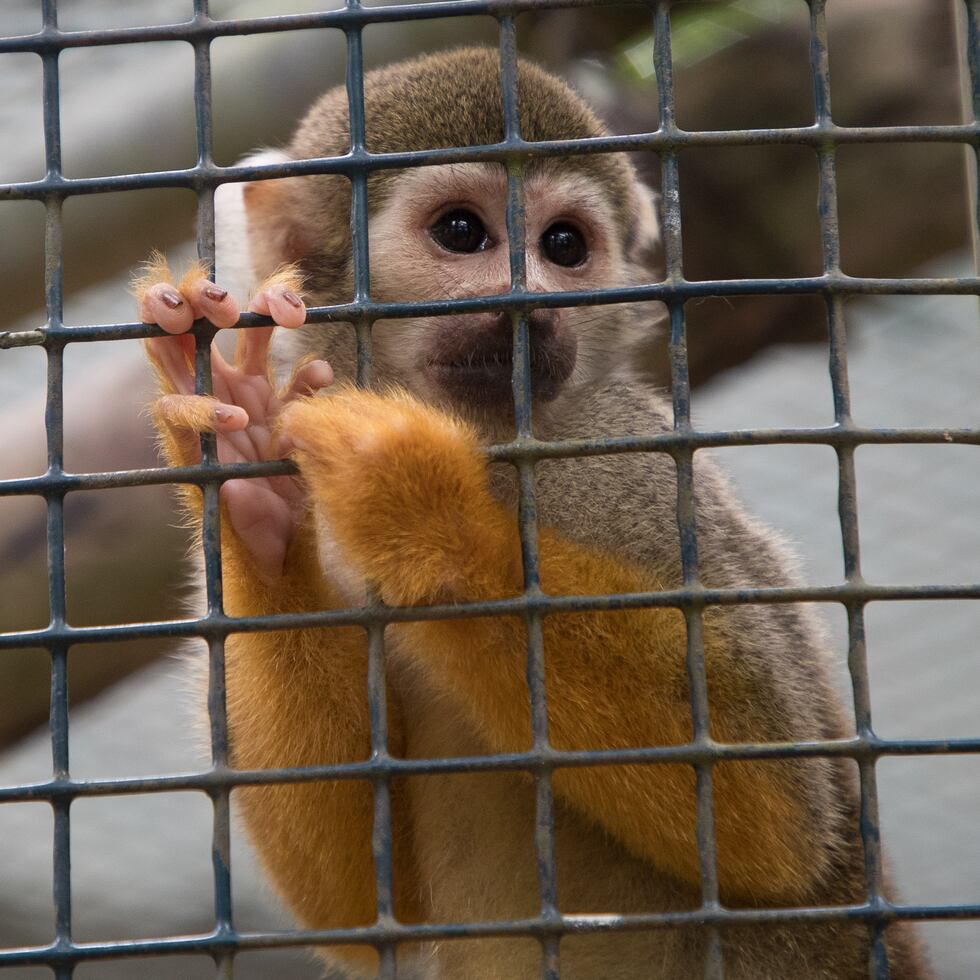 2017 08 27  MAYAGUEZ  -  El Zoologico de Puerto Rico Juan A Rivero pasa por una nueva crisis .  Ahora se contempla la posibilidad de que se remueva a Mundi la elefante y a gatos salvajes .  . En la foto :  mono ardilla .   © Jorge A Ramirez Portela