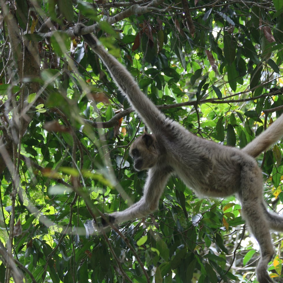 muriqui woolly spider monkey mayra montero