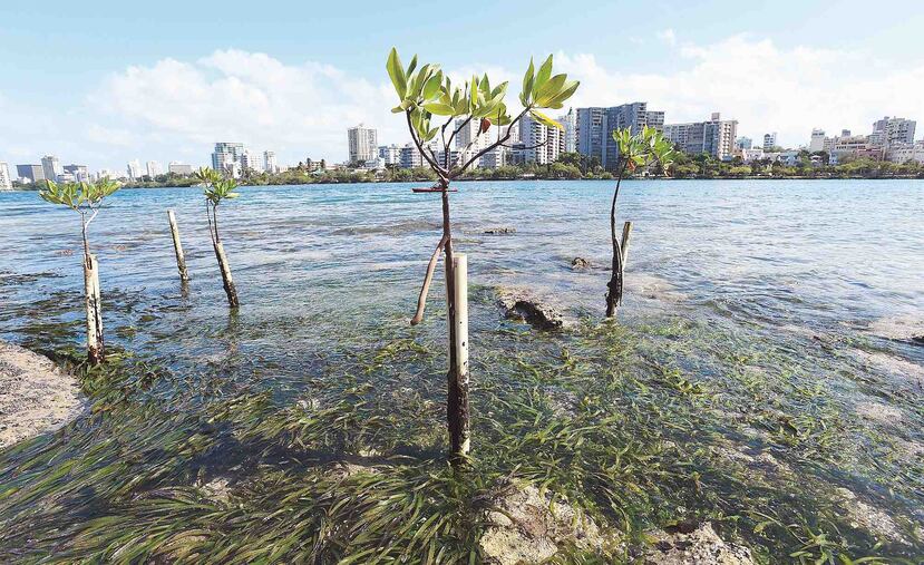 La cuenca del estuario de la bahía de San Juan se extiende desde Toa Baja hasta Loíza. (GFR Media)