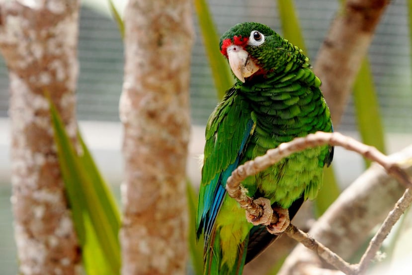 La cotorra puertorriqueña, en peligro de extinción, y la planta Gesneria pauciflora, amenazada, son dos de las especies que resultaron significativamente impactadas por el huracán María en septiembre pasado.