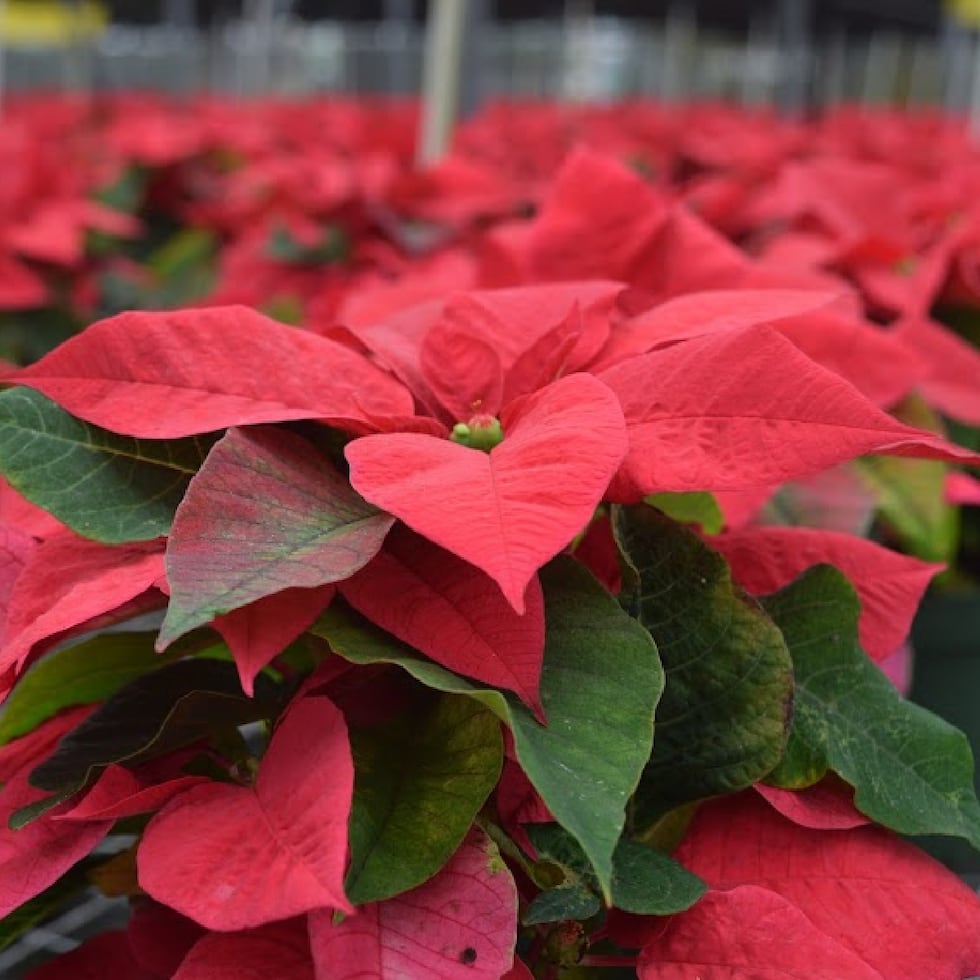 Durante el Noveno Festival de Pascuas, el público podrá comprar estas plantas, al igual que decoraciones alusivas a la temporada navideña y luces, entre otros.