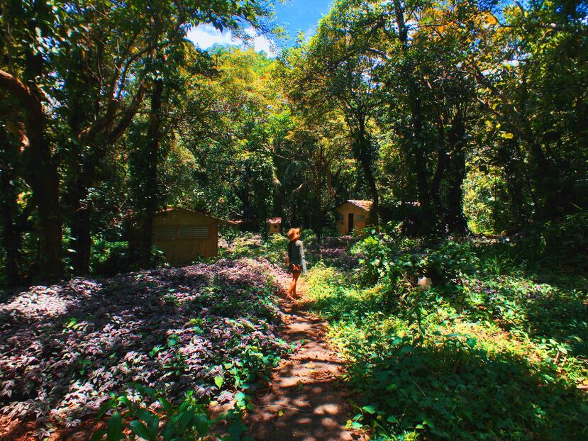 En el Bosque de Río Abajo, en Utuado, podrás explorar la naturaleza en estado puro.
