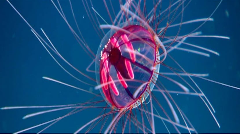 La medusa descubierta tiene tentáculos que se extienden en todas las direcciones.  (NOAA)