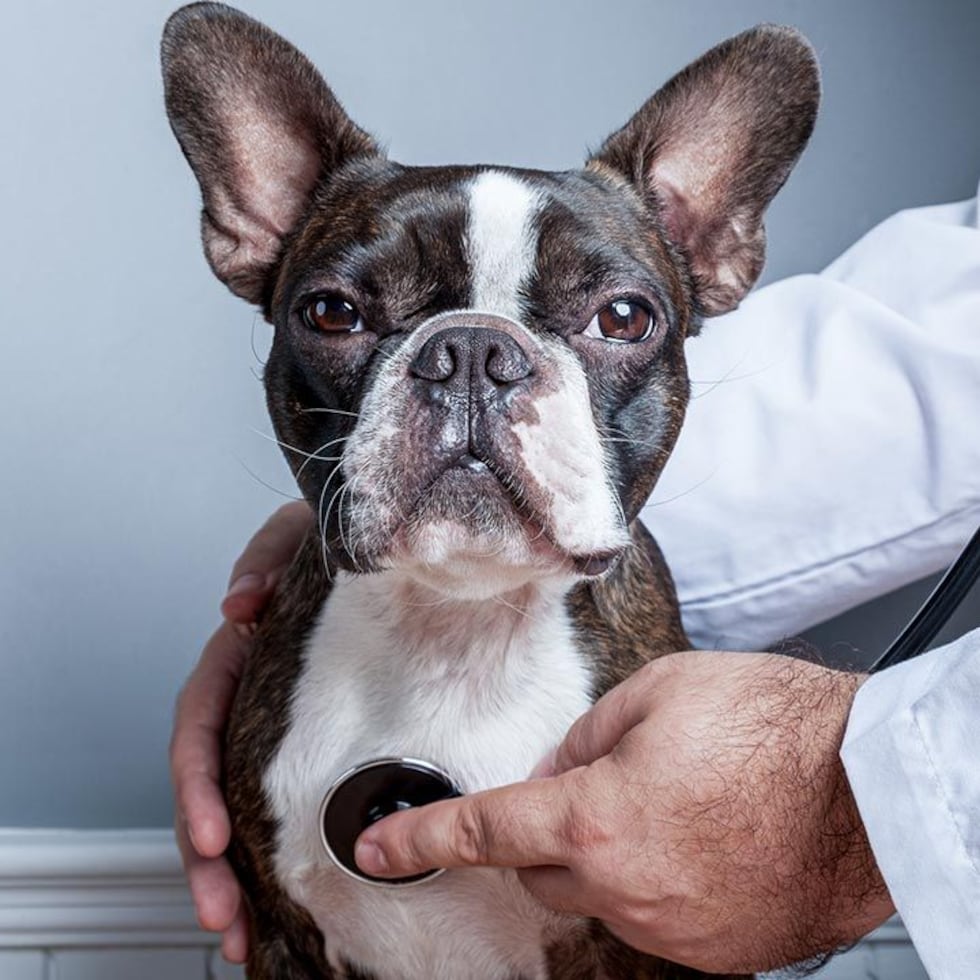 Es importante visitar periódicamente a su médico veterinario licenciado y colegiado para los chequeos de rutina de su mascota y para aclarar cualquier duda o pregunta.