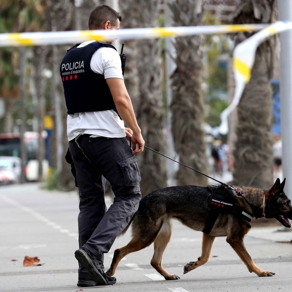 Terrorismo al estilo caballo de Troya