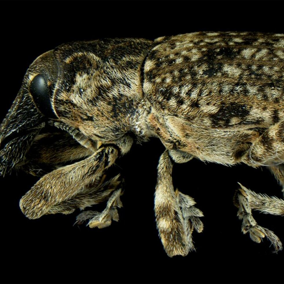 El nombre científico del escarabajo encontrado es Ammocleonus sp., pero se le conoce comúnmente como gorgojos o escarabajos del hocico.