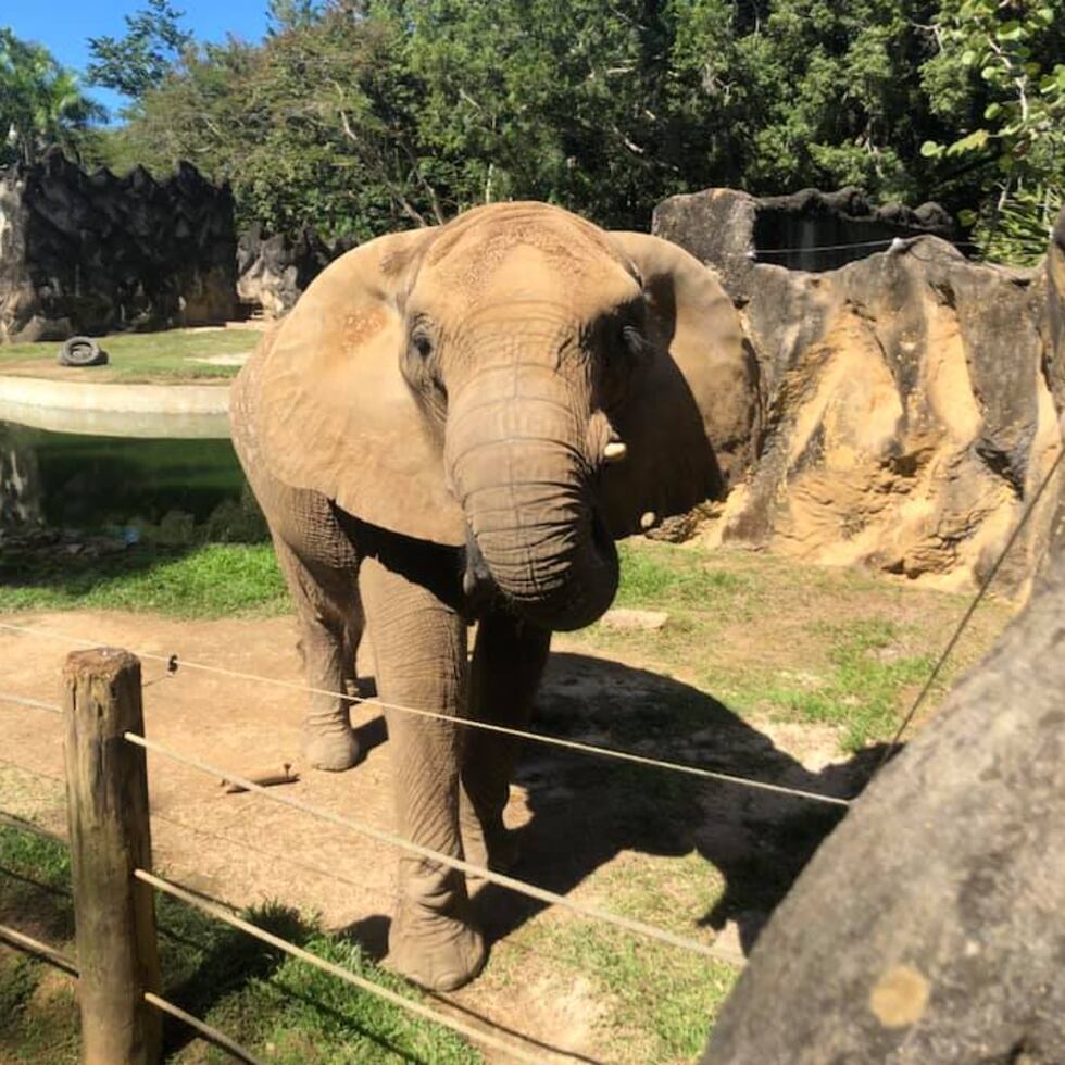 Foto de archivo de Mundi en el zoológico de Mayagüez.