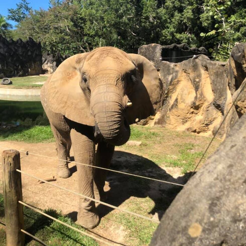 Elefante Mundi en el zoológico de Mayagüez.