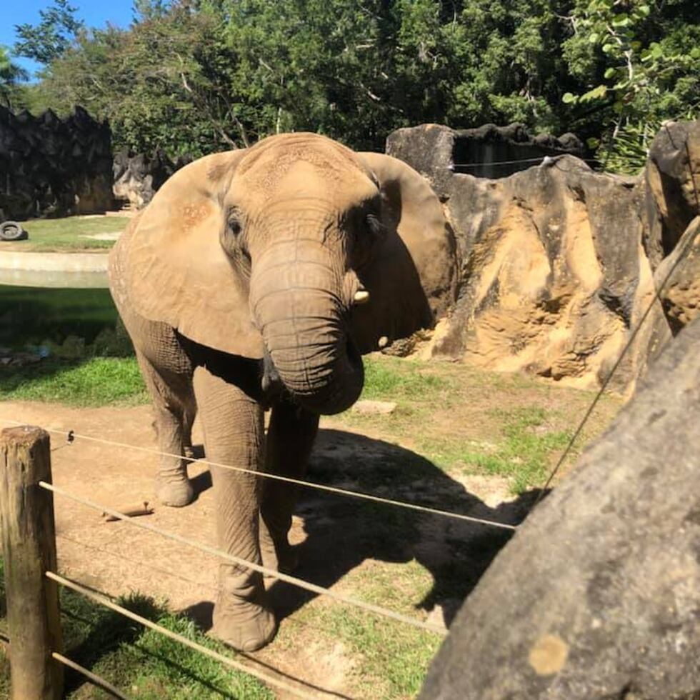 La elefanta Mundi en el zoológico de Mayagüez.