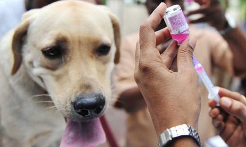 La estrategia más efectiva y rentable para impedir el contagio de rabia entre animales y hacia los humanos es la vacunación preventiva de perros, gatos, caballos y ganado. (Archivo)