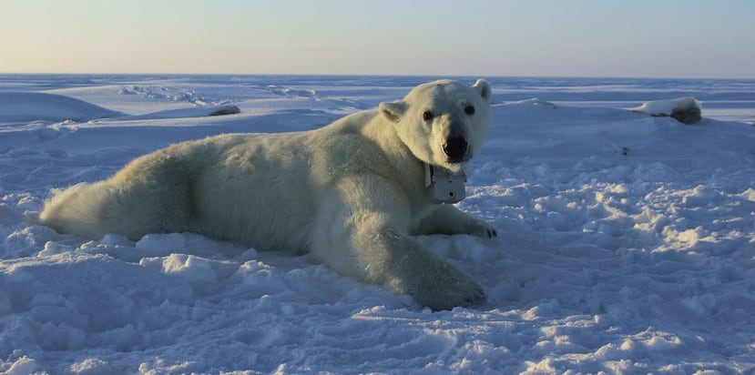 Investigadores encontraron que los osos polares tienen tasas metabólicas más altas de lo que se pensaba por lo que cada vez necesitan más alimento. (AP)