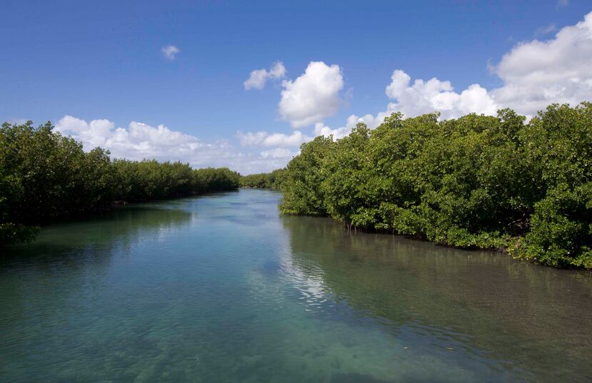 Desembocadura de los canales del humedal Los Machos, en la antigua base Roosevelt Roads en Ceiba.